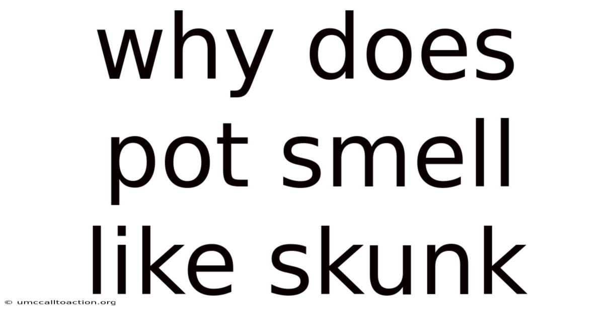 Why Does Pot Smell Like Skunk