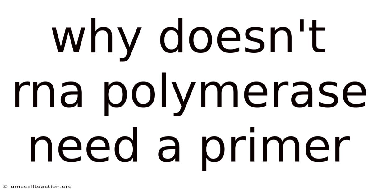 Why Doesn't Rna Polymerase Need A Primer
