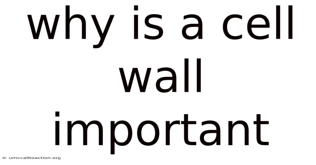 Why Is A Cell Wall Important