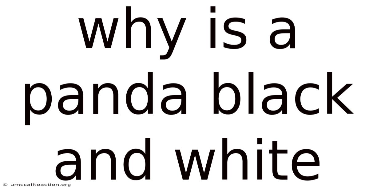 Why Is A Panda Black And White
