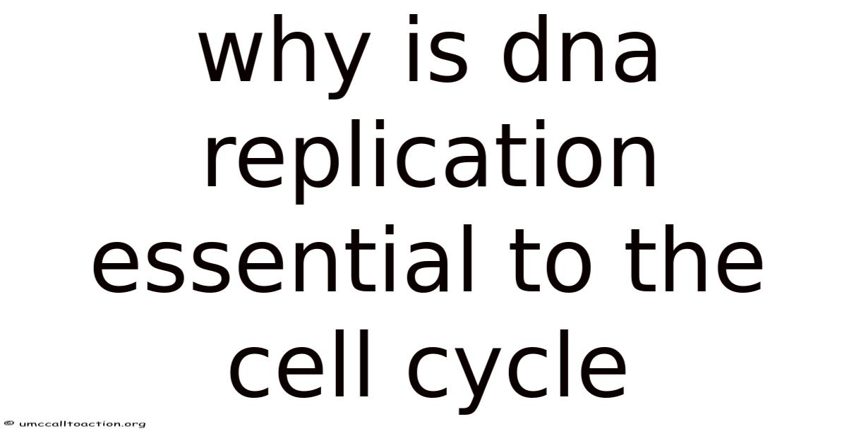 Why Is Dna Replication Essential To The Cell Cycle