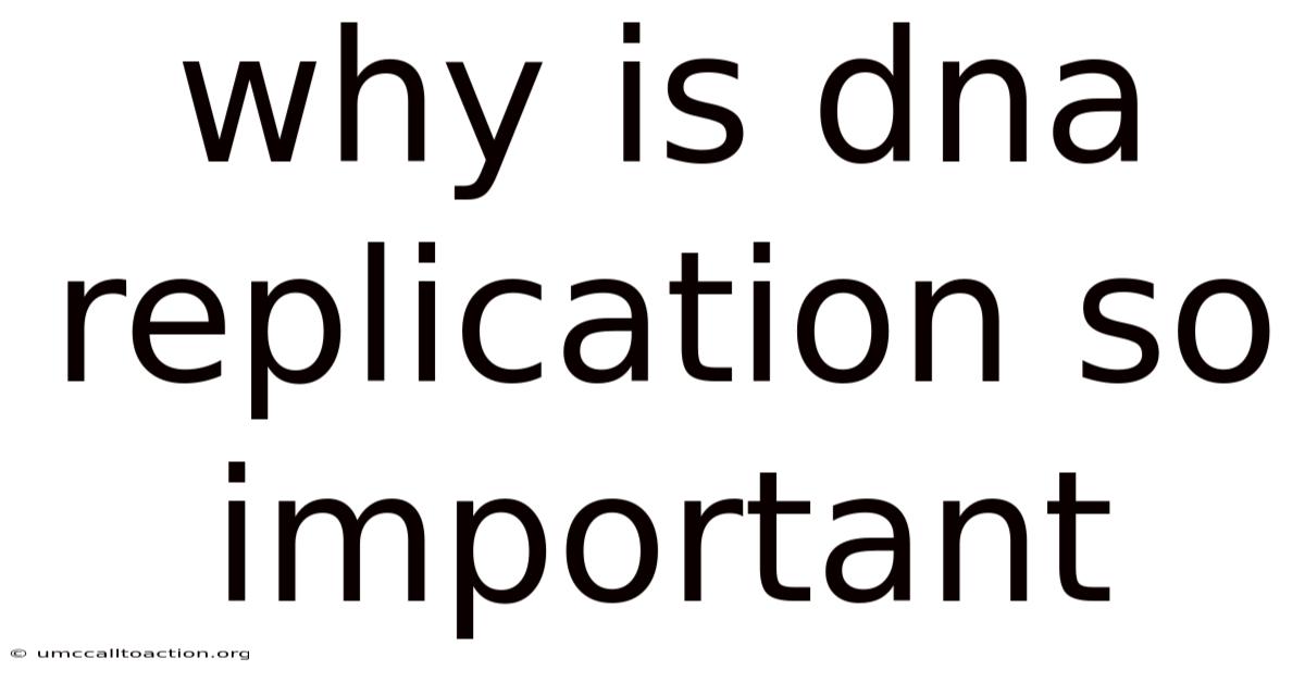 Why Is Dna Replication So Important