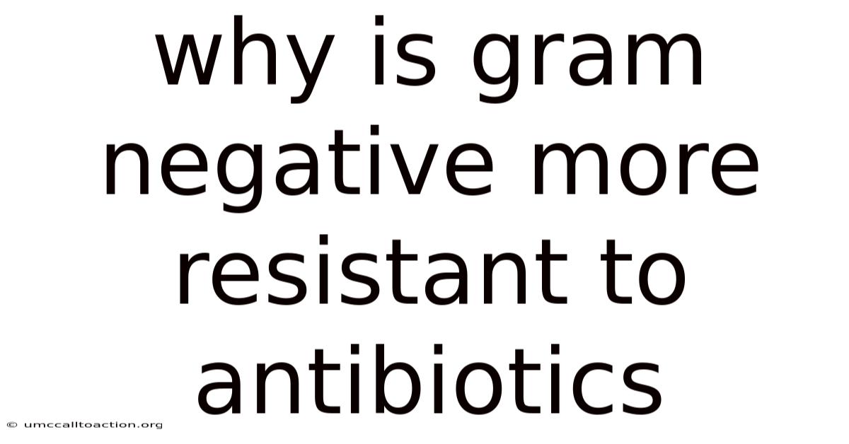 Why Is Gram Negative More Resistant To Antibiotics