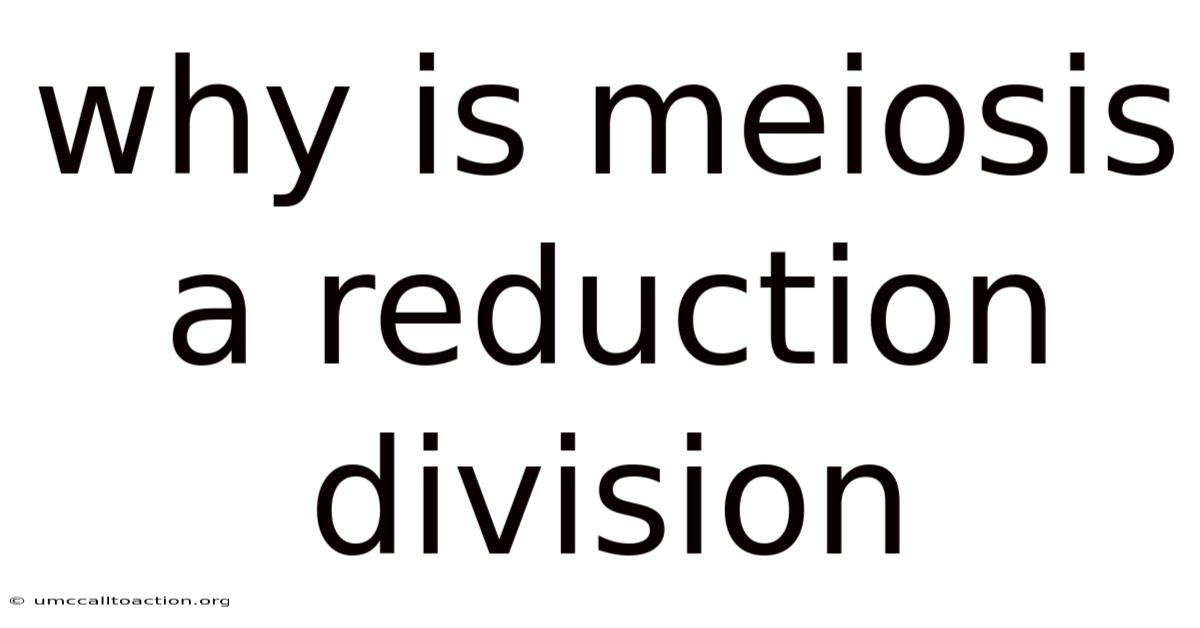 Why Is Meiosis A Reduction Division