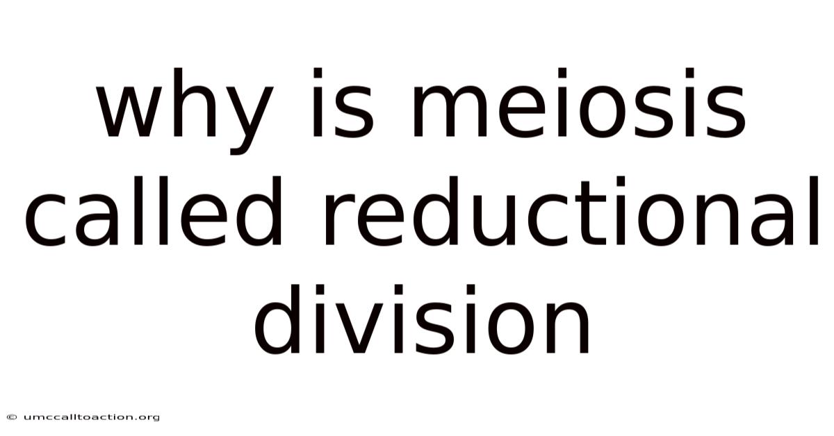 Why Is Meiosis Called Reductional Division