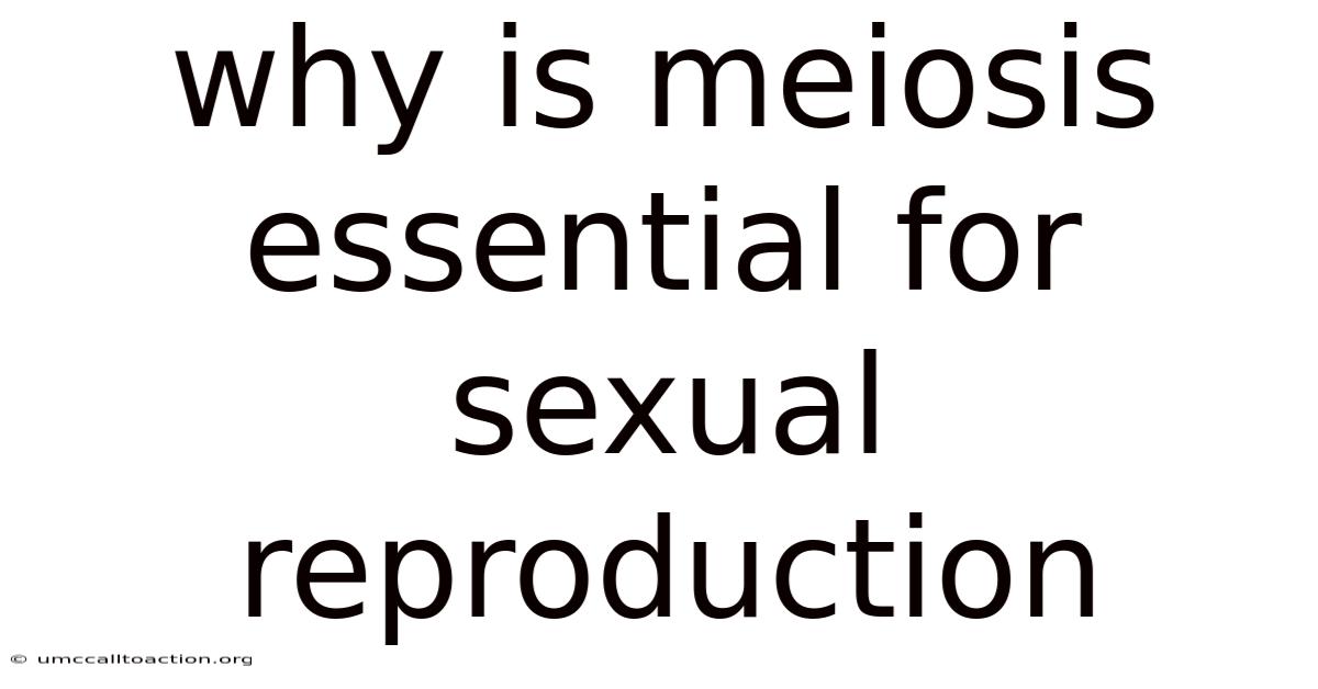 Why Is Meiosis Essential For Sexual Reproduction