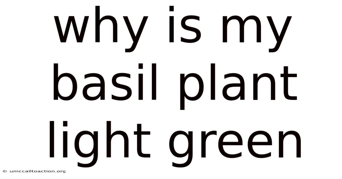 Why Is My Basil Plant Light Green