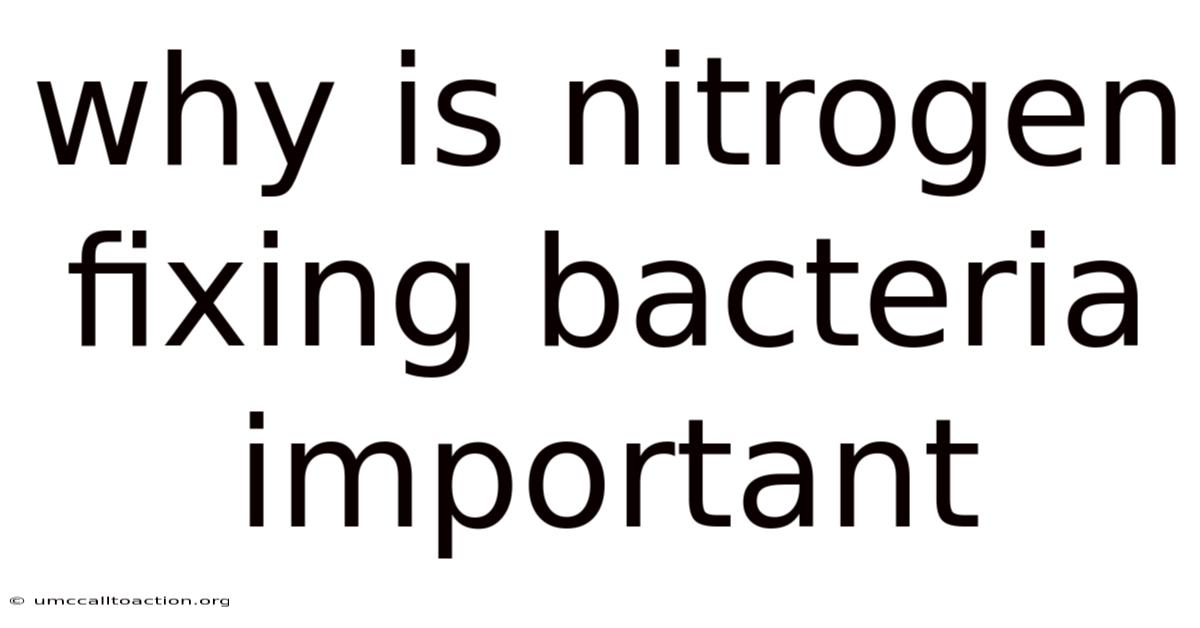 Why Is Nitrogen Fixing Bacteria Important
