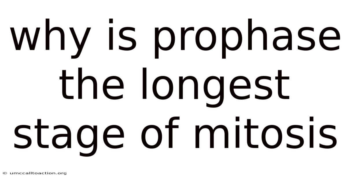 Why Is Prophase The Longest Stage Of Mitosis