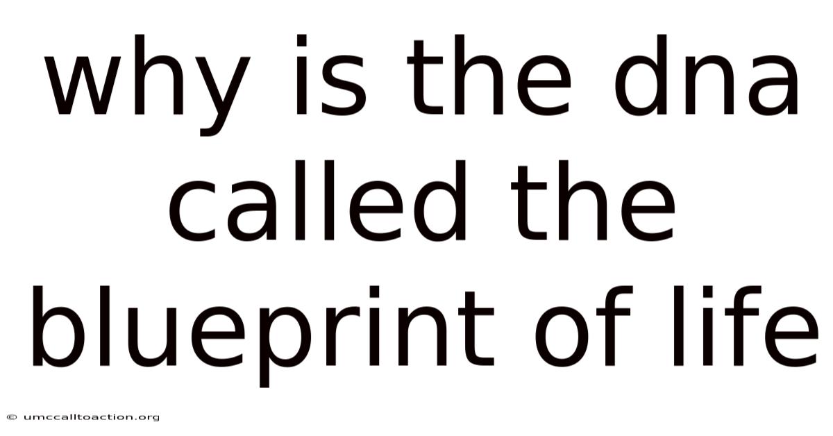 Why Is The Dna Called The Blueprint Of Life