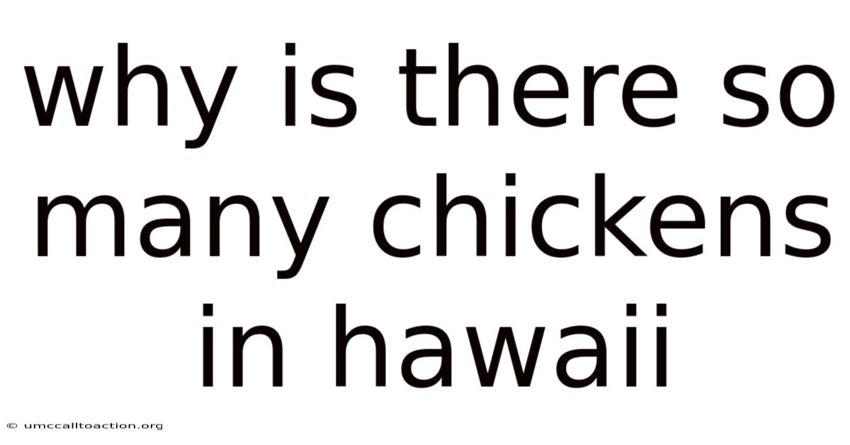 Why Is There So Many Chickens In Hawaii