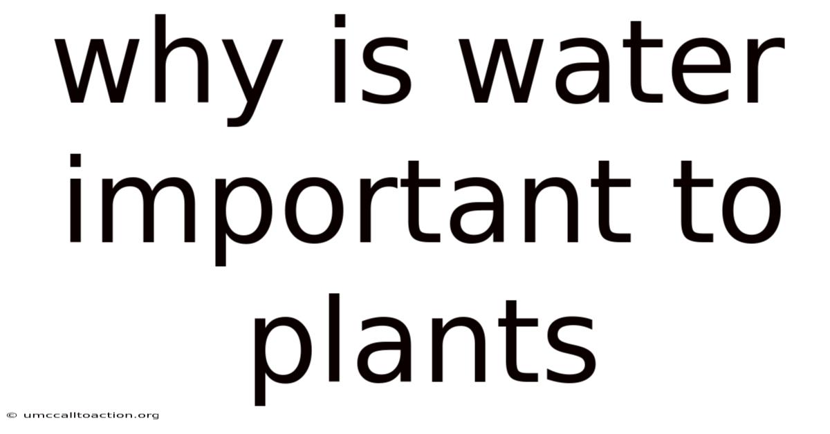 Why Is Water Important To Plants