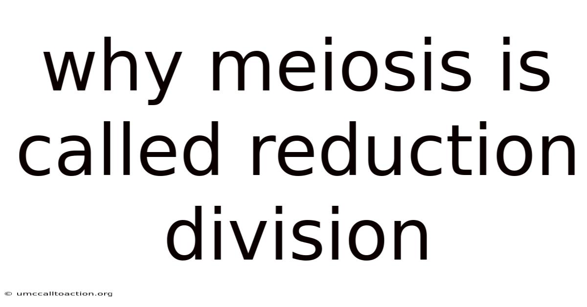 Why Meiosis Is Called Reduction Division