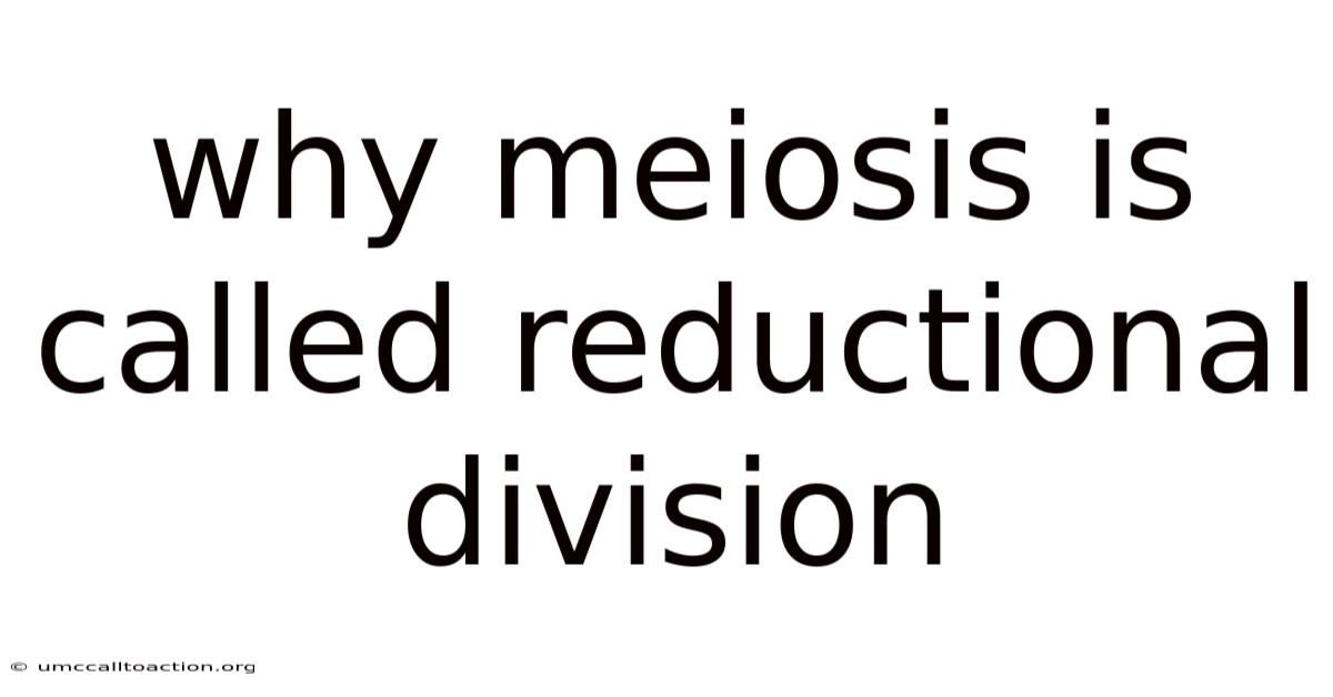 Why Meiosis Is Called Reductional Division