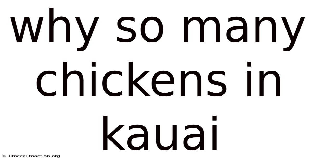 Why So Many Chickens In Kauai