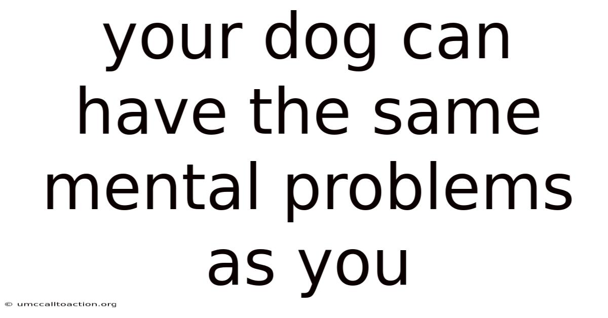 Your Dog Can Have The Same Mental Problems As You